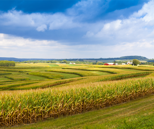 An Iowan farm of rolling fields and a barn in the distance